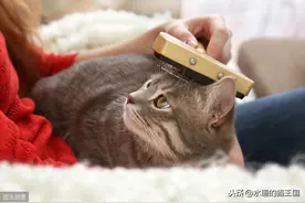 猫梳子测评专辑｜用了十种梳毛工具，最好用的就是这几种了！图片