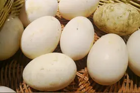 为什么吃鹅肉的人很多，鹅蛋很少拿来吃？试了一个水煮鹅蛋，懂了图片