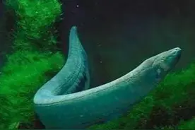 冷知识科普：电鳗能电死鳄鱼，为啥不会电死自己？图片