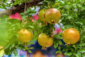 庭院种六树，子孙有富路，好吃又吉利，满树果，旺家宅图片