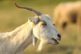 农村老人说，公羊胡子可别错过，用途很多呢？羊胡子有啥用呢？图片