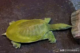 钓甲鱼的方法，一看、二等、三提钩，俗称下等钩图片