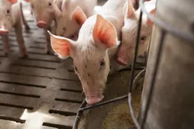 神奇！养猪户一铁锹黄土解决了困扰半年的腹泻问题，怎么做到的？图片