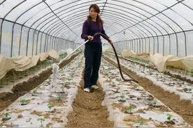 农作物种植常用的地膜，有这些作用，可以了解一下图片