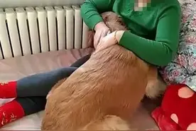 金毛在外玩耍，莫名跑进房间钻进女子怀里，弄清原因后直言丢人图片