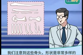 “阴茎骨”是什么？为什么人类没有？奇怪的知识增加了图片