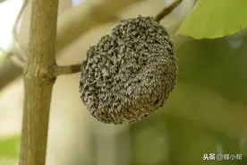 从野生蜜蜂看如何养蜂（2）——为何需要封闭性好的蜂箱？图片