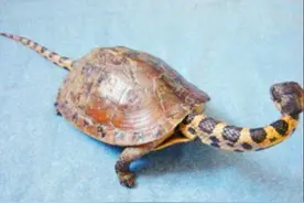 男子捡到一只乌龟，悉心照养，几个月后发现越养越不对劲图片