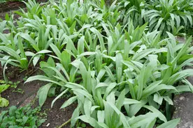 油麦菜四季高产栽培技术，掌握以下种植方法，收获优质可口油麦菜图片