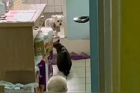 16岁狗狗老年痴呆，记得主人说去厕所便便，却忘记怎么走出来图片