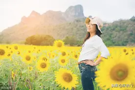 向日葵杂交制种时授粉方式的选择，决定产量的多少图片