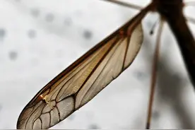 蚊子可以飞多高？科学家在两百多米的高空捉到蚊子图片