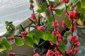 贴梗海棠的养法图片