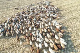 后现代心理<焦点解决13种基本技术的典型问句>图片