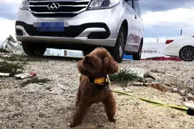 带狗狗出游大包小包？一个杯子搞定水和狗粮，一只手就能拿图片