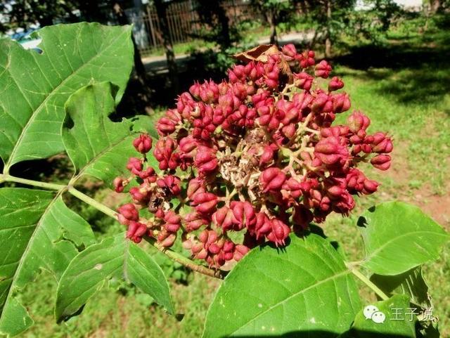重阳节插的茱萸是什么？