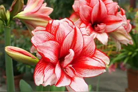 5种花名字太“诡异”，开花却“貌如仙”，被名字“坑了”一生图片