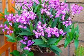 家里光照差？养6种“贵气花”，给点散射光，开花大如牡丹图片