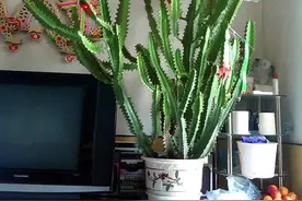 5种霸气花，个个“丑八怪”却吉利镇宅，丢在角落不管，一样爆棚图片