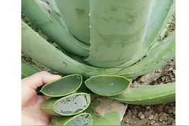 养盆大芦荟，就是家里“小药箱”，切个叶子抹抹脸，又白又健康图片