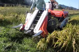 小型久保田收割机，大家觉得究竟适合什么样的农田呢？视频封面