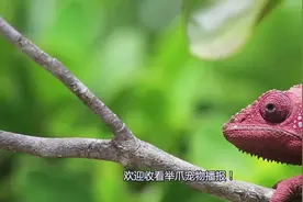 土豪养了巨型蜥蜴，肥头大耳，比狗狗还听话