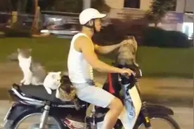 铲屎官骑车带4只小猫拉风上路 画风竟如此和谐视频封面