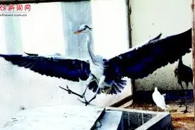 寒夜捡只受伤鸟都被冻僵了 热心市民尽力救护图片