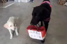 狗狗每天叼广告牌，帮主人招揽生意！视频封面