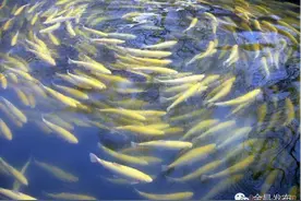 舌尖上的金昌惊艳世界、国内首创——金鳟鱼图片