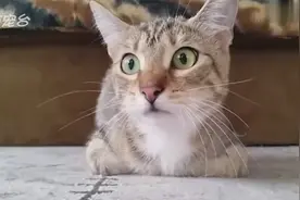 猫咪双手插兜，望着远方，这是遇到心动女生了吗？