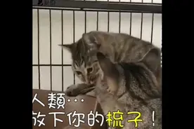 猫竟然怕听梳子的声音？真的会吐丨猫不为人知的天敌