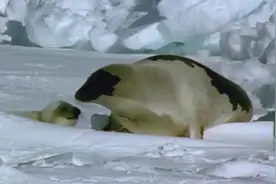 小海豹太萌了，你不会想到成年海豹是怎么向异性求偶的，太呆了！视频封面