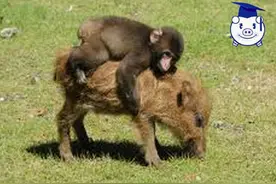 呆萌小猴因贪玩与猴群走散，后被野猪收养流浪人间！图片