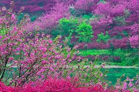 醉美的樱花，最美的宁波女子半程马拉松图片