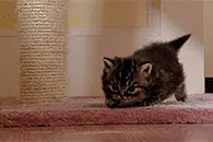 对任何事物都充满好奇的小奶猫，萌的停不下来！图片