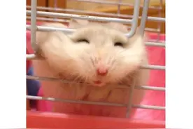 仓鼠逃脱记！ 逃跑失败的表情未免也太可爱了吧图片