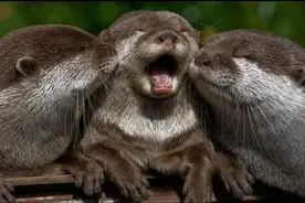 《关于水獭的12件事实》原来水獭不是天生就会游泳...图片