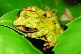 青蛙又出新物种，奇特生殖大花样!图片