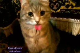 喵主子吐舌卖萌，以为它要讨红包！知道它的原因后，我却笑喷了！图片