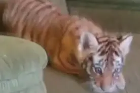 主人将小老虎和小狗放在了一个房间，它们的表现让主人吃了一惊图片