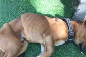 因同伴去世，狗狗绝食骨瘦如柴，主人含泪：靠打葡萄糖维持生命视频封面