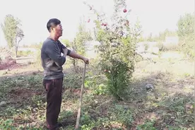 山东特色捂地瓜窑子，宋叔把地瓜提前挖出来，这是为什么？视频封面
