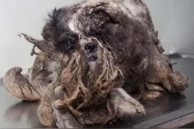 16只流浪狗被救前后的惊人改变，看着它们之前的经历简直太痛心图片