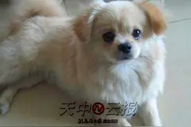 哈巴狗半夜学狼叫 吓煞人图片