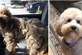 流浪犬有了新主人后:原来汪星人有没有打扮，实在是差很大啊！图片