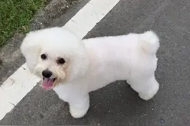 狗狗有咬人癖被退养七次，主人用爱与理解引导它变身乖孩子！图片