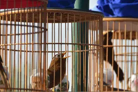 这帮成人玩鸟如此上瘾！图片