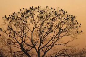 乌鸦没那么坏，它只是聪明的妖孽图片