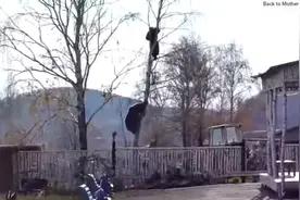 标准见死不救！俄男子见邻居被熊追上树，只顾在旁录像！图片